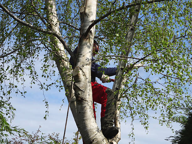 Professional Tree Services in Moody, AL